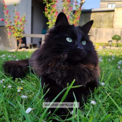 Photo 1/1 Chat retrouvé Perdu à Quimper