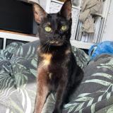 Photo de chat perdu à Druillat