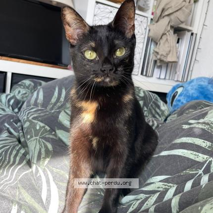 Photo 1/1 Chat retrouvé Perdu à Druillat