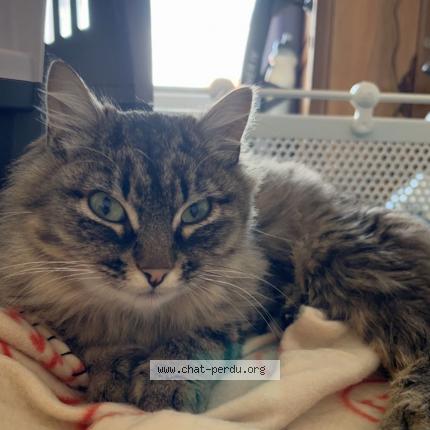 Photo de chat perdu à Tourtoirac