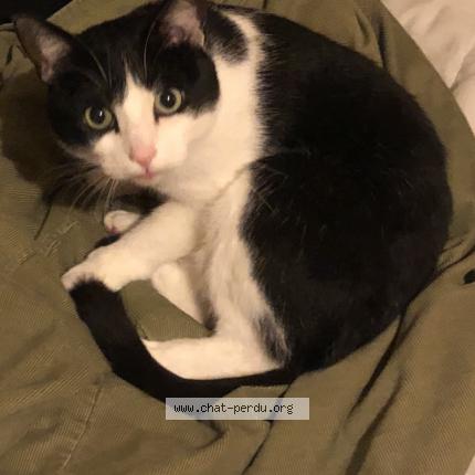 Photo 1/1 Chat retrouvé Perdu à Amiens