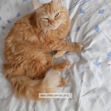 Photo de chat perdu à St Etienne Les Remiremont