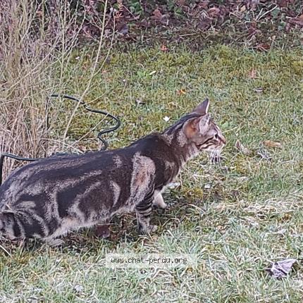Photo 1/1 Chat retrouvé Perdu à Osny