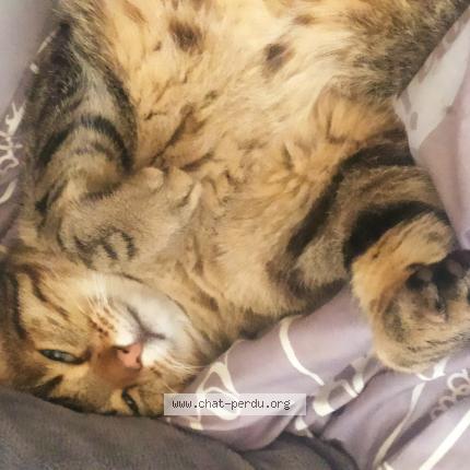 Photo de chat perdu à Toulouse