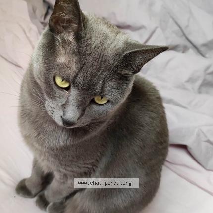 Photo de chat perdu à Dijon