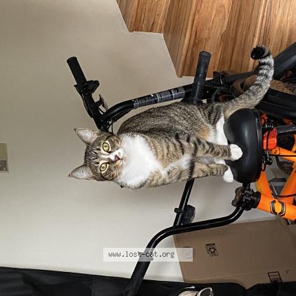 Photo 1/1 Chat retrouvé Perdu à Vancouver