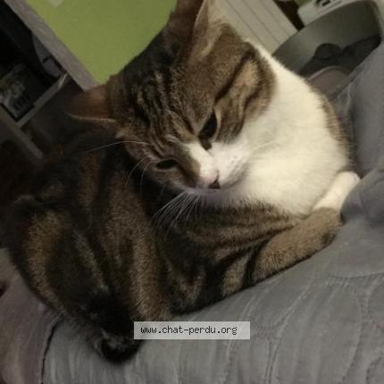 Photo de chat perdu à Nanteuil Les Meaux