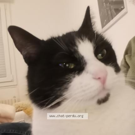 Photo 1/1 Chat retrouvé Perdu à St Vaury