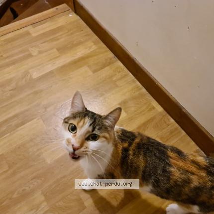Photo 1/1 Chat retrouvé Perdu à Jonquieres