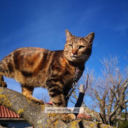 Photo de chat perdu à Cuers