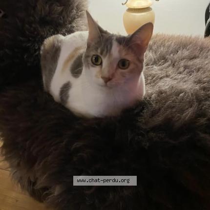 Photo de chat perdu à Bois Le Roi 77590