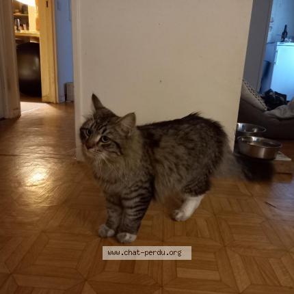 Photo 2/3 Chat retrouvé Trouvé à Paris