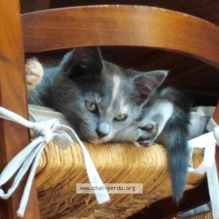 Photo de chat perdu à Jaunay Marigny