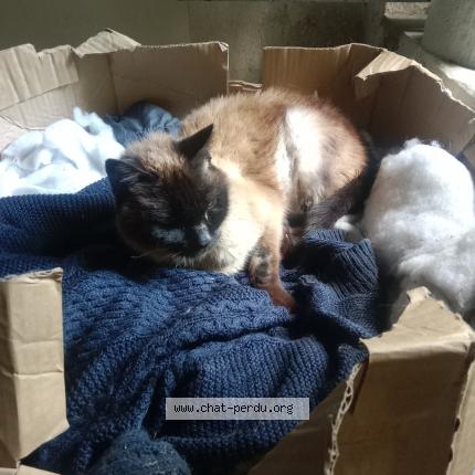 Photo 1/1 Chat retrouvé Trouvé à Bouguenais