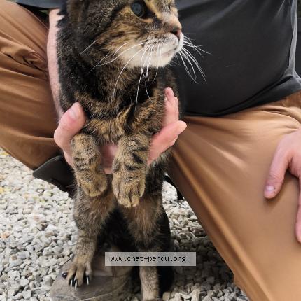 Photo 1/1 Chat retrouvé Trouvé à Paris