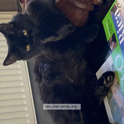 Photo 1/1 Chat retrouvé Perdu à Bretigny