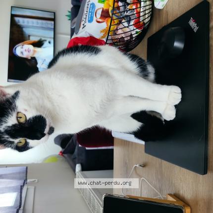 Photo 1/1 Chat retrouvé Perdu à Vaujours