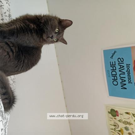 Photo 1/1 Chat retrouvé Perdu à Le Perreux Sur Marne