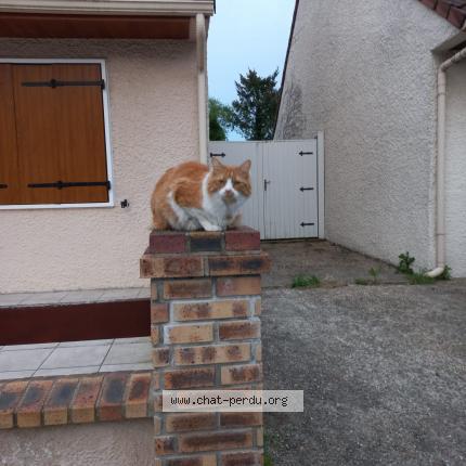 Photo de chat perdu à Le Plessis Pate