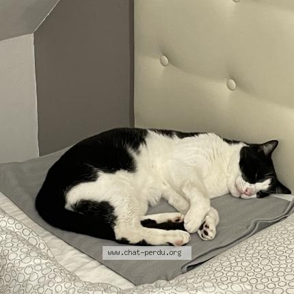 Photo de chat perdu à Saint Germain La Blanche Herbe