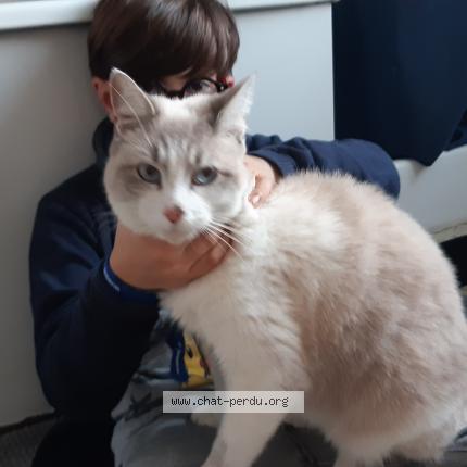 Photo 1/1 Chat retrouvé Perdu à Tours