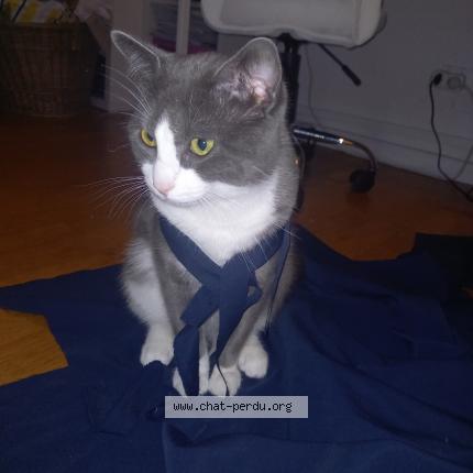Photo 1/1 Chat retrouvé Perdu à Lille