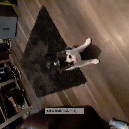 Photo 1/1 Chat retrouvé Perdu à Edmonton