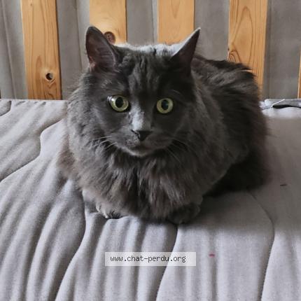 Photo de chat trouvé à Marseille