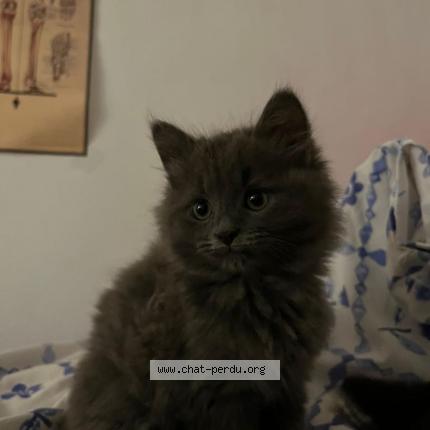 Photo 1/1 Chat retrouvé Perdu à Jette Brussels
