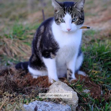 Photo de chat perdu à Le Cres