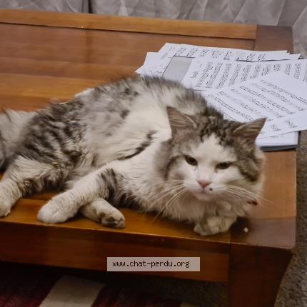 Photo de chat perdu à Argenteuil