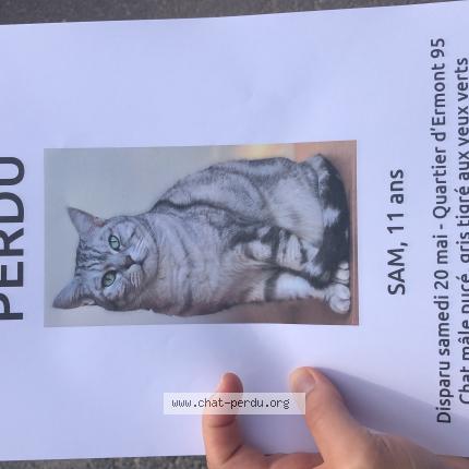 Photo de chat perdu à Ermont