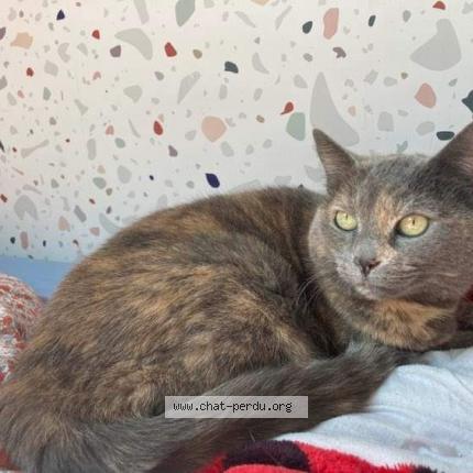 Photo 1/1 Chat retrouvé Perdu à Brest