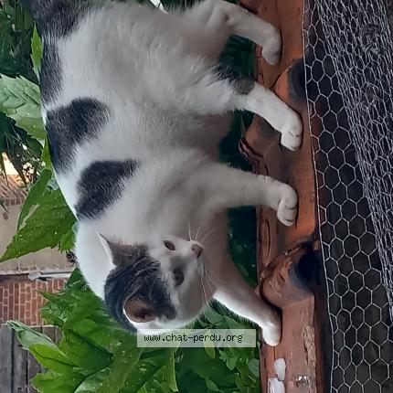 Photo 1/1 Chat retrouvé Trouvé à Lille