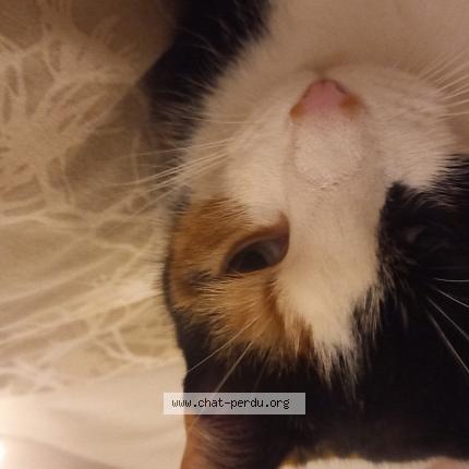 Photo de chat perdu à Belleville Sur Loire