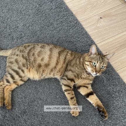Photo de chat perdu à Strasbourg