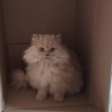 Photo de chat perdu à Rambouillet