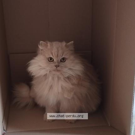 Photo 1/1 Chat retrouvé Perdu à Rambouillet