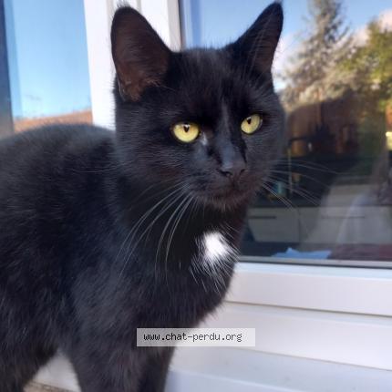 Photo 1/1 Chat retrouvé Perdu à Poitiers