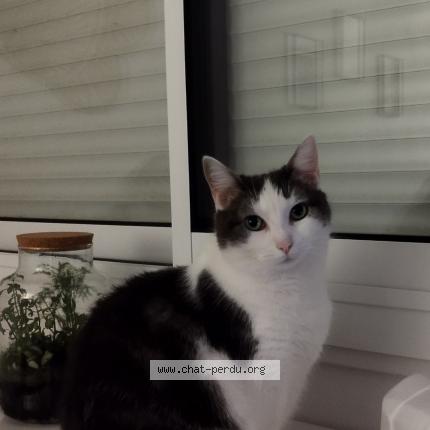 Photo 1/1 Chat retrouvé Perdu à Angers