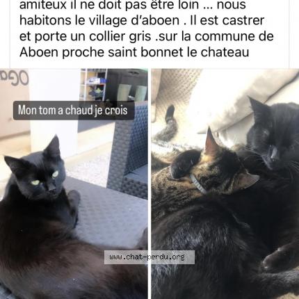 Photo de chat perdu à Aboen