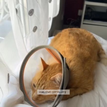 Photo de chat perdu à Antony
