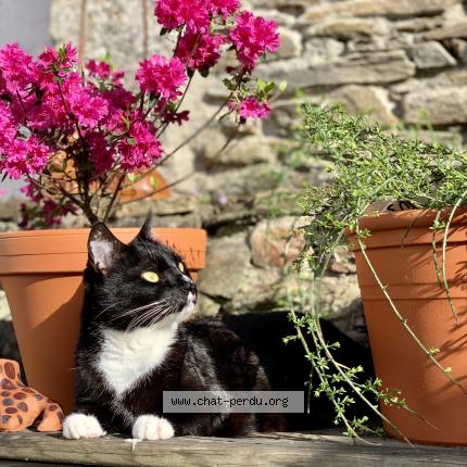 Photo 1/1 Chat retrouvé Perdu à Saint Sebastien Sur Loire