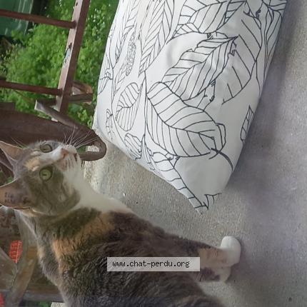 Photo de chat perdu à Deuil La Barre