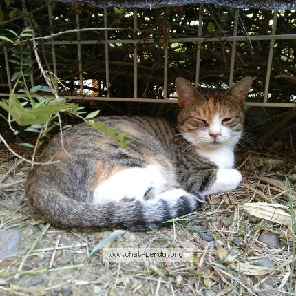 Photo de chat perdu à Toulouse