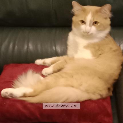 Photo de chat perdu à Guiler