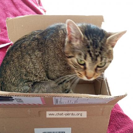 Photo 1/1 Chat retrouvé Perdu à Rennes
