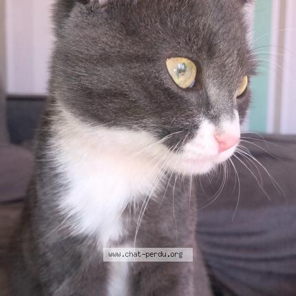 Photo 1/1 Chat retrouvé Perdu à Brest