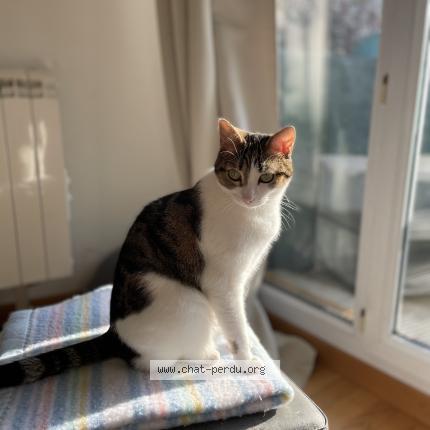 Photo de chat perdu à Paris
