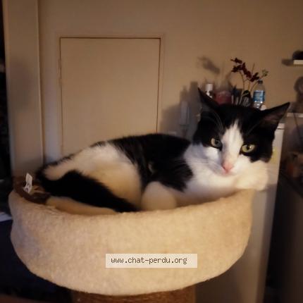 Photo de chat perdu à Florange